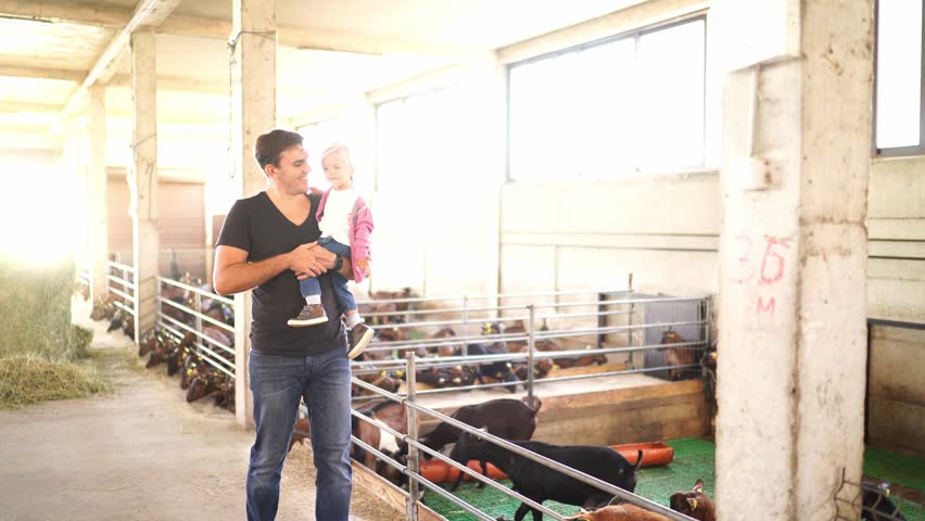 Dad with a little girl in his arms walks around the farm and shows her the goats in the pens