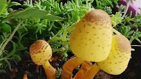 Cogumelos 
Amarelos 
Crescimento 
Fungos 
Natureza