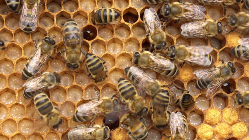 Honey bee larvae hatch from eggs macro. Honey Bee Brood care. The Birth of a Bee, Life Cycle. A honey bee colony, a honeycomb close up, beehive, beekeeping Royalty-Free Stock Footage #1101650941