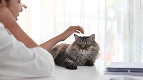 Cute fluffy cat lying on white table with woman hands playing and stroking softly. Pet, family and friendship concept