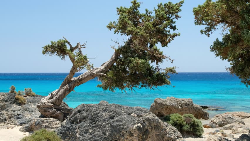 Video of Kedrovasos beach on Crete. Maritime juniper (Juniperus oxucedrus subsp. macrocarpa) or cedar juniper (Juniperus phoenicea) trees on the mediterranean sea beach sand. Crete, Greece. Royalty-Free Stock Footage #1101653105