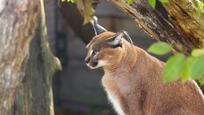 caracal looking in different directions