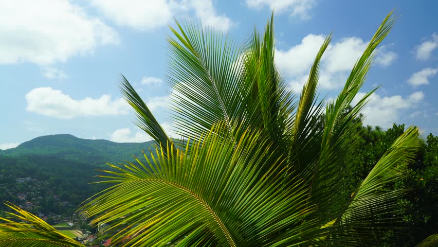Palm leaves sway in the wind against the background of the hills and the sky