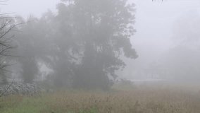 Foggy morning video background Covered roads and sheltered huts along the way, refreshing cool breezes on the way.