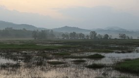 The background of the morning video of the rice field scenery, the atmosphere surrounded by the mountains and the mist that hits the beautiful sunlight.
