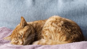 Horizontal video of orange cat sleeping peacefully on a sofa. 
A quiet cat resting on a sofa on a lavender coloured blanket sleeps and dreaming and moving his ears.