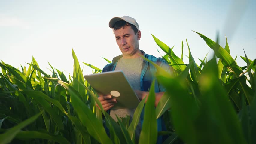 farmer in corn. agriculture business cornfield concept. man farmer with digital tablet working in corn field at sunset. farmer examining nature corn crop. agriculture natural products lifestyle Royalty-Free Stock Footage #1101660779