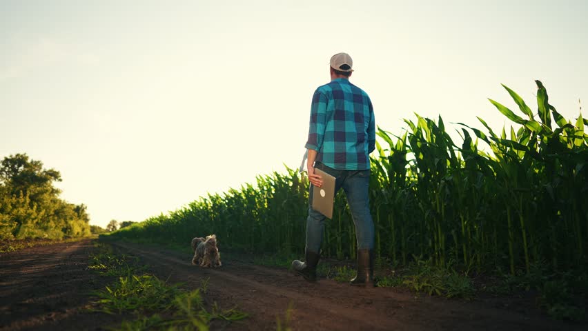 farmer walk in corn field. agriculture corn business concept. farmer man with digital tablet and dog sunset walk along cornfield at. sunlight farm agriculture crop concept. worker farmer walk Royalty-Free Stock Footage #1101660811