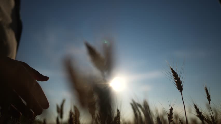 handshake farmer wheat. business partnership agriculture concept. silhouette two farmers sun shaking hands conclude contract agreement in a field of wheat glare. agriculture handshake concept Royalty-Free Stock Footage #1101660829
