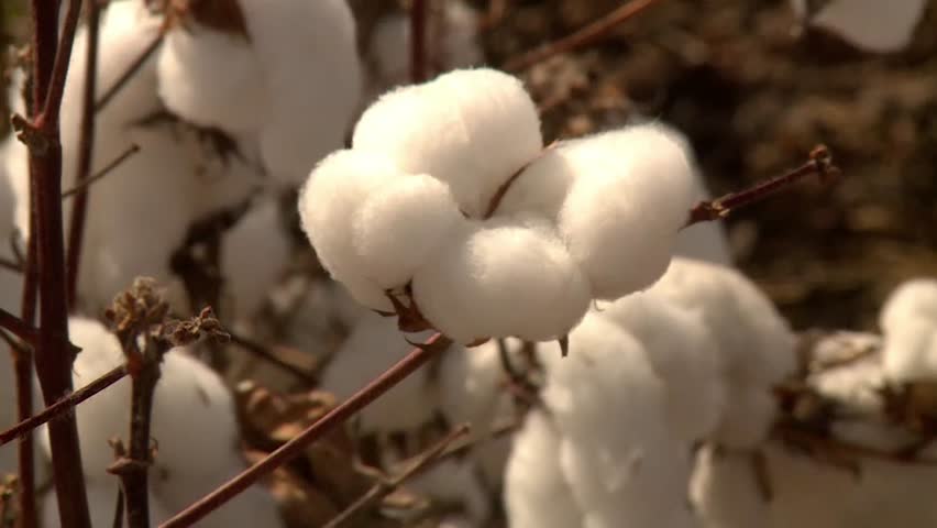 Close up of cotton on a cotton plant, light wind blowing