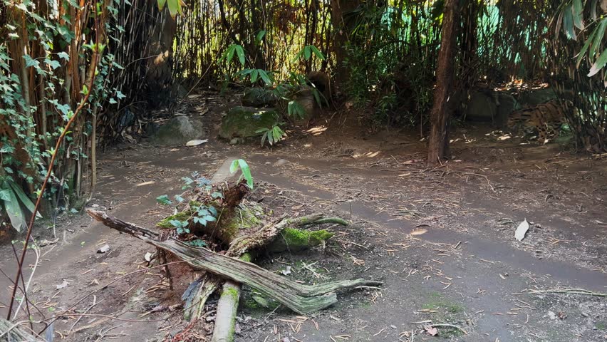 Beautiful clouded leopard wild cat walking in forest