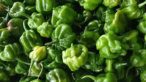 Advertisement, Scotch bonnet. business fresh new chili content. - Powered by Shutterstock - Get 15% off with code: PIKWIZARD15