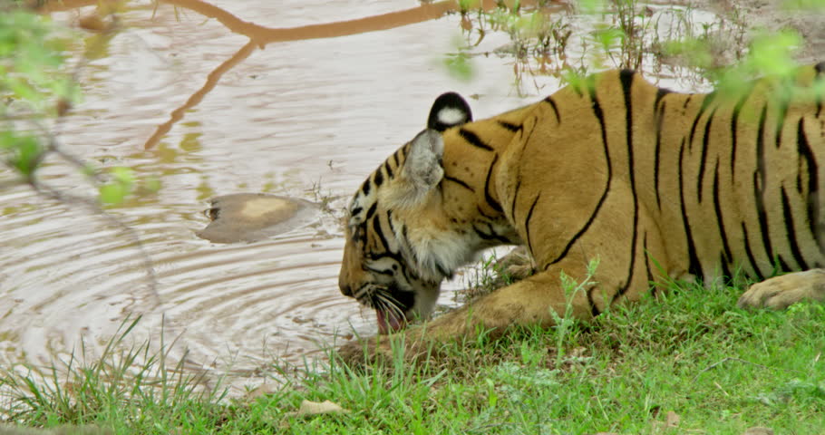 A tiger quenching its thirst from a water puddle 