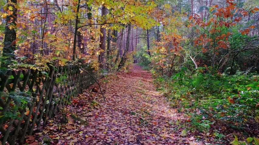 Virtual forest walk. POV shot on a gimbal. Sunny day, early autumn stroll. Natural background with sun rays shining through trees. 4K resolution