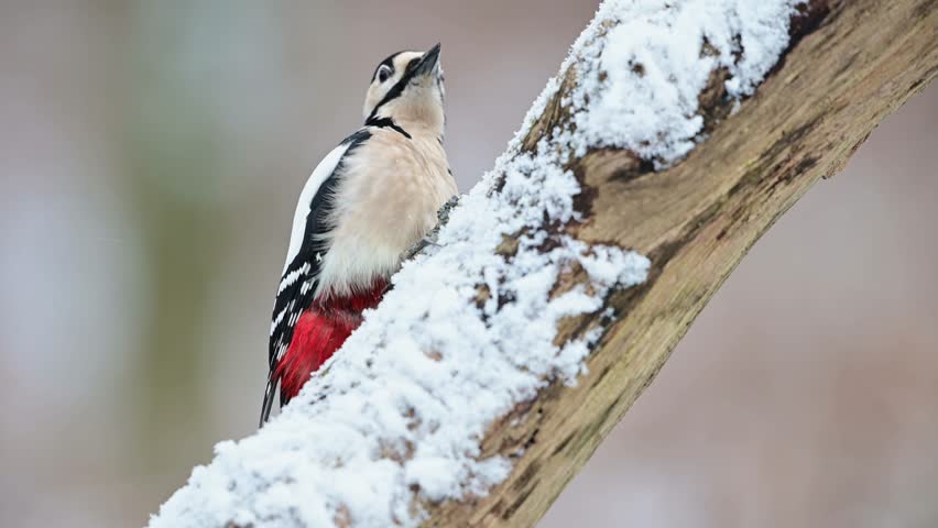 Great spotted woodpecker male sitting on a dead branch with snow and pecking on a hazelnut at a woodpecker forge, winter, north rhine westphalia, (dendrocopos major), germany