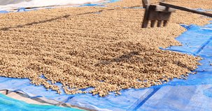 People man working check quality raw coffee beans dry honey process on coffee plant. at factory community north of Chiang Rai Thailand 4k video.
