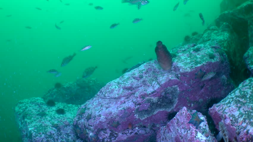 Slow motion reveals bright red ascidia and fish of Sea of Japan underwater. Today, sea continues to play important role in regions economy supporting industries such as fishing shipping, and tourism.