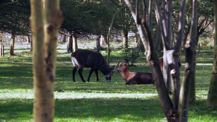 Close-up footage of pair water goats gracefully standing and munching. They earned their name because of their fondness for water and their ability to move gracefully in an aquatic environment.