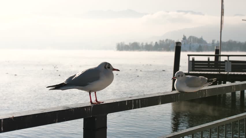 Common gulls sitting on the rail of lakeside dock