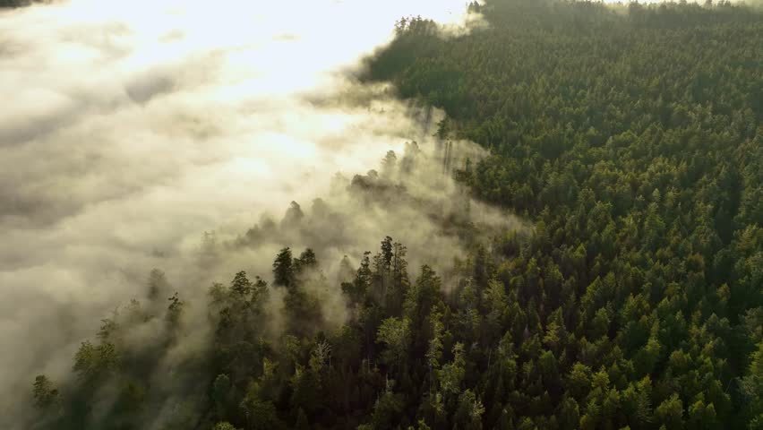 Overhead aerial view of low lying fog surrounding a California forest. Royalty-Free Stock Footage #1101667235