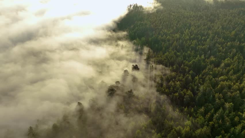 Overhead aerial view of low lying fog surrounding a California forest. Royalty-Free Stock Footage #1101667235