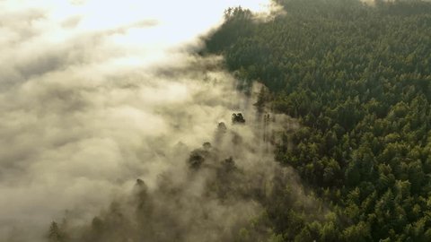 Overhead aerial view of low lying fog surrounding a California forest. స్టాక్ వీడియో