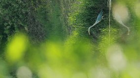 Vertical Footage, Vertical Video Grey Heron Bird Standing On River Coast. Belarus, Summer Belarussian Nature. Pond Lake In Spring Season. - Powered by Shutterstock - Get 15% off with code: PIKWIZARD15