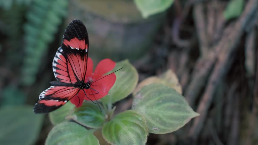 Heliconius melpomene, Piano Key Butterfly is sitting on a red flower. 