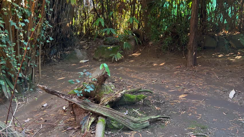 Clouded leopard wild cat walking in forest