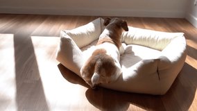 Adorable small dog lying in white pet bed in sunny room back side and express greeting, joy and pleasure by wagging tail. symmetrical spots on the back of a dog in the form of a clover. Video footage