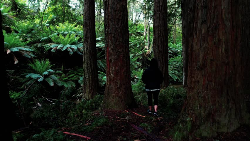 Drone Follows Girl Exploring California Redwood Forest and Creek