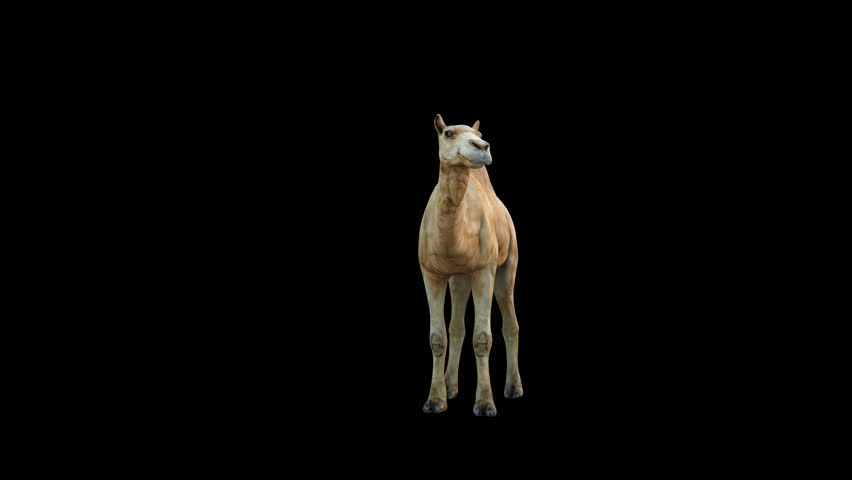 4K Camel Sitting 3D Transparent Alpha Video Royalty-Free Stock Footage #1101676005