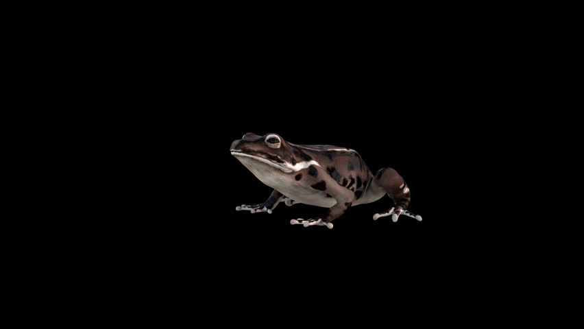 4K Brown Frog Idle 3D Transparent Alpha Video