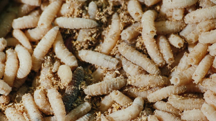 Maggots In Cock