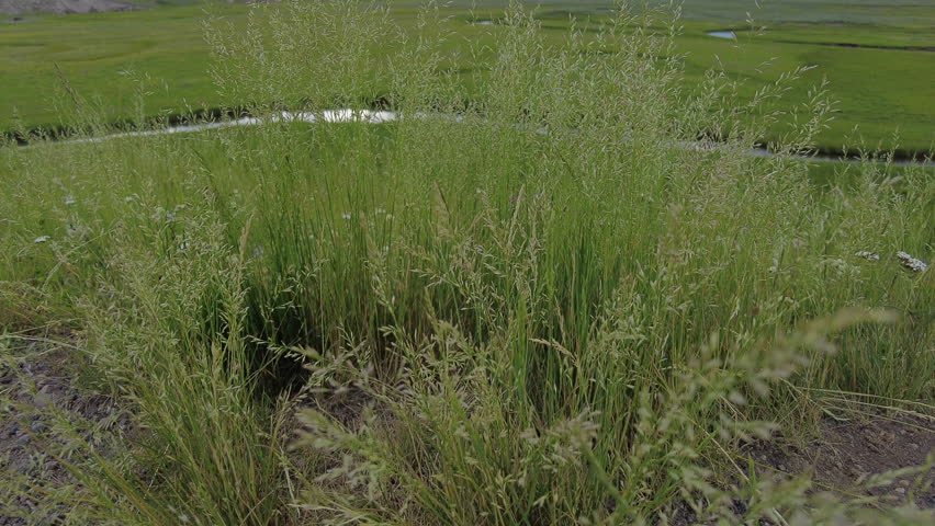 Rising Over Grass to View of Rays in Hayden Valley in Yellowstone