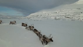 Aerial video of wild reindeer in a snowy landscape in Norway