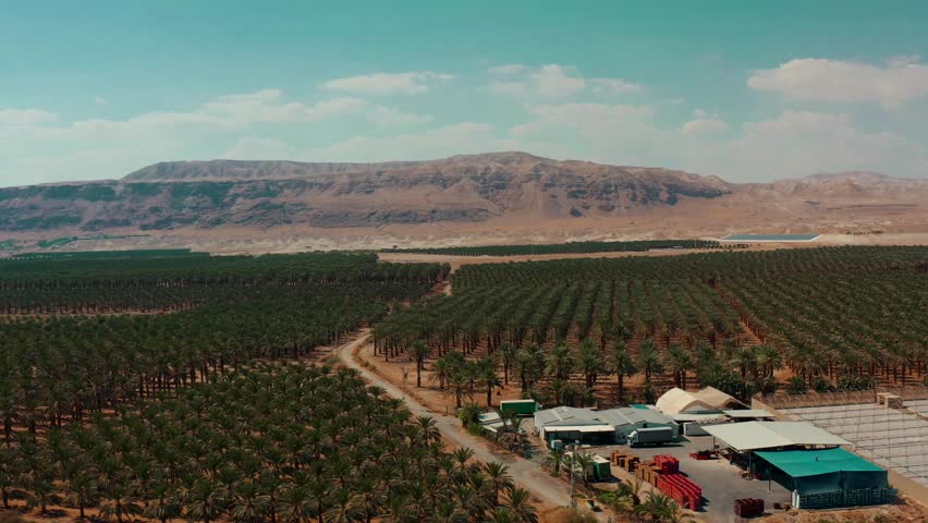 Drone shot of Negev desert in Israel agriculture miracle growth drip irrigation farming Palm trees without water Royalty-Free Stock Footage #1101678843