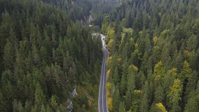 Aerial drone video descending through the mountain trees with an forest road in the middle, mountain autumn landscape, relaxing vibes, Carpathian