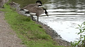 Canada goose in the lake on a warm summer day.
