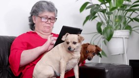 two little dogs on the legs of an elderly woman using a tablet, horizontal video - Powered by Shutterstock - Get 15% off with code: PIKWIZARD15