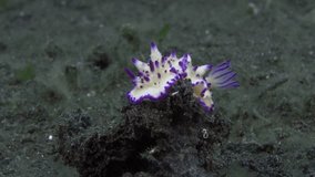 The nudibranch clam sits on the seabed and eats.
Bumpy Mexichromis (Mexichromis multituberculata) 30 mm. ID: tall conical tubercles with purple tips, often with orange spots near mantle margin.