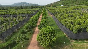 Drone footage over the pepper fields of La Plantation Kampot. Drone is moving foward all along the big property from side to side 5-7