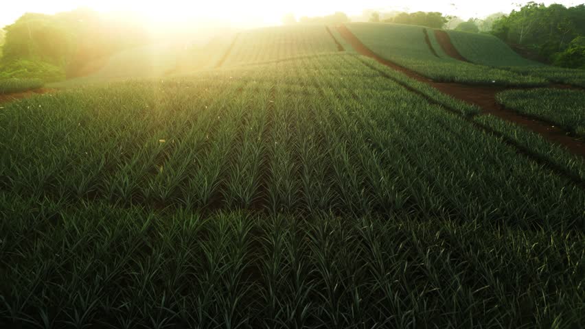 Aerial push in shot of a pineapple plantation during sunrise in Costa Rica. Golden Hour in a field of crops. Royalty-Free Stock Footage #1101694319