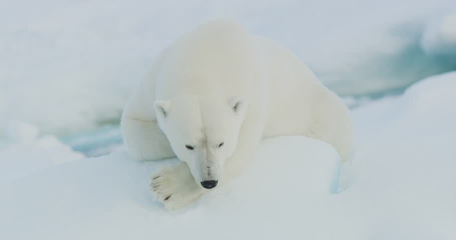 Polar Bear on ice, enjoying himself, being relaxed and beautiful Royalty-Free Stock Footage #1101695145