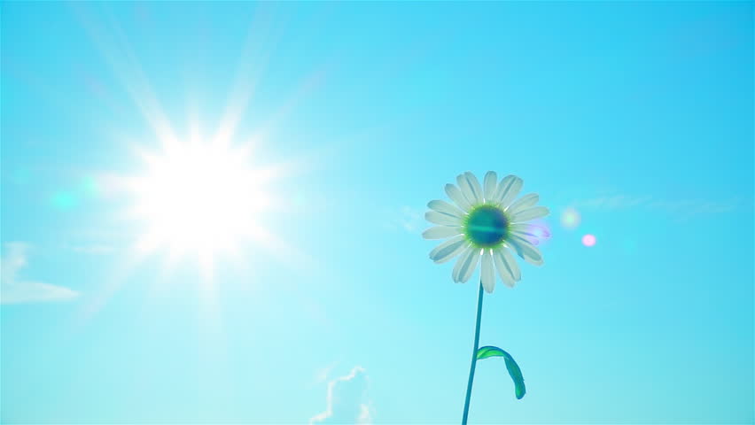 White daisy camomile flower swaying on the wind against blue sky background with sun. Backlit close up view. Slow motion. 
