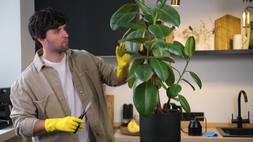 Man cuts sick leaves from a home plant with scissors.