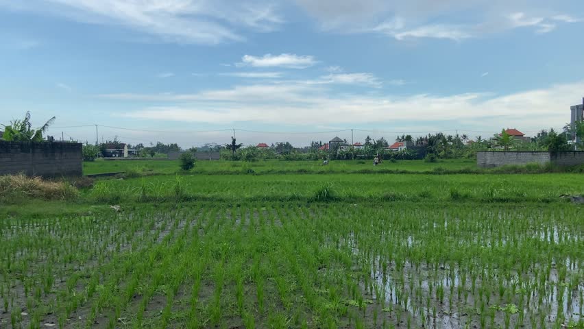 the expanse of rice fields in Bali which is very wide and green