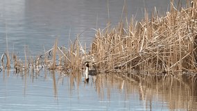 Great Crested Grebe guards the lake nest. Beautiful grebe guarding his nest near reeds in winter spring season