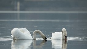 Beautiful Eurasian swans swimming in a lake. A pair, couple, of white mute swans swims on a lake in the sunny morning