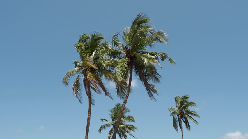 Leaves of Coconut palm trees blowing on the wind against blue sky, during sunny summer day